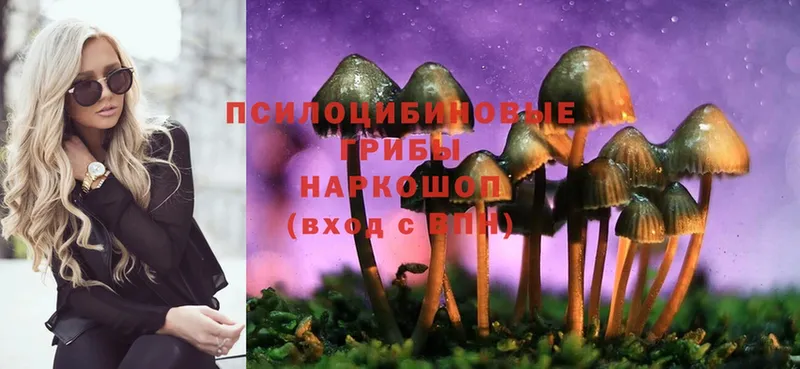 как найти   Торжок  Галлюциногенные грибы Magic Shrooms 